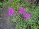 KISANUKI2013.07.04%20003.jpg